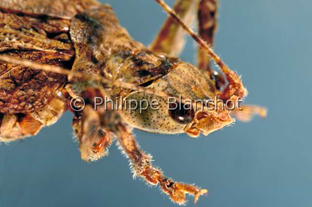 Cymatomera argillata.JPG - Cymatomera argillata (Portrait)SauterelleBush cricketOrthopteraTettigonidaePseudophylinaeCote d'Ivoire